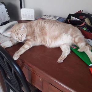 Meet your Posher, Dalila